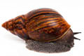 Achatina achatina achatina Ghana typ 2a adult import